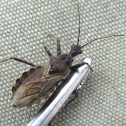 Coranus tuberculifer